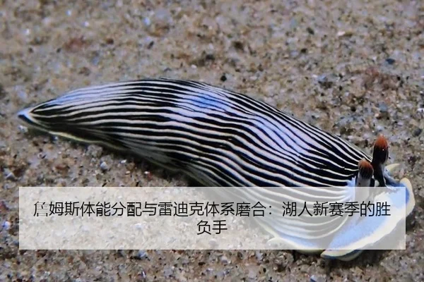 zhan-mu-si-ti-neng-fen-pei-yu-lei-di-ke-ti-xi-mo-he-hu-ren-xin-sai-ji-de-sheng-fu-shou-3-407.jpg